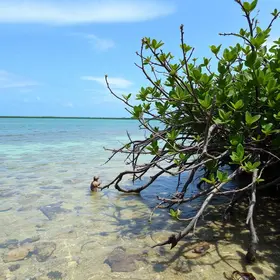manguezal em Cariacica