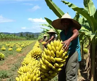 cooperativa de banana em Cariacica